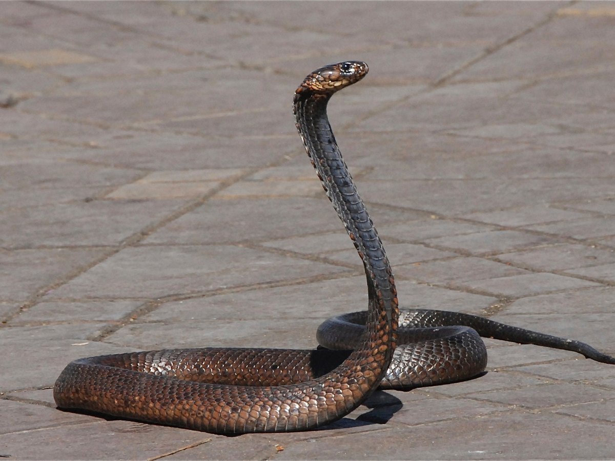 Déreptilisation