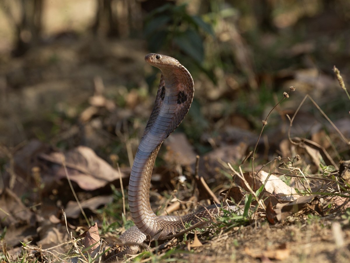 Déreptilisation
