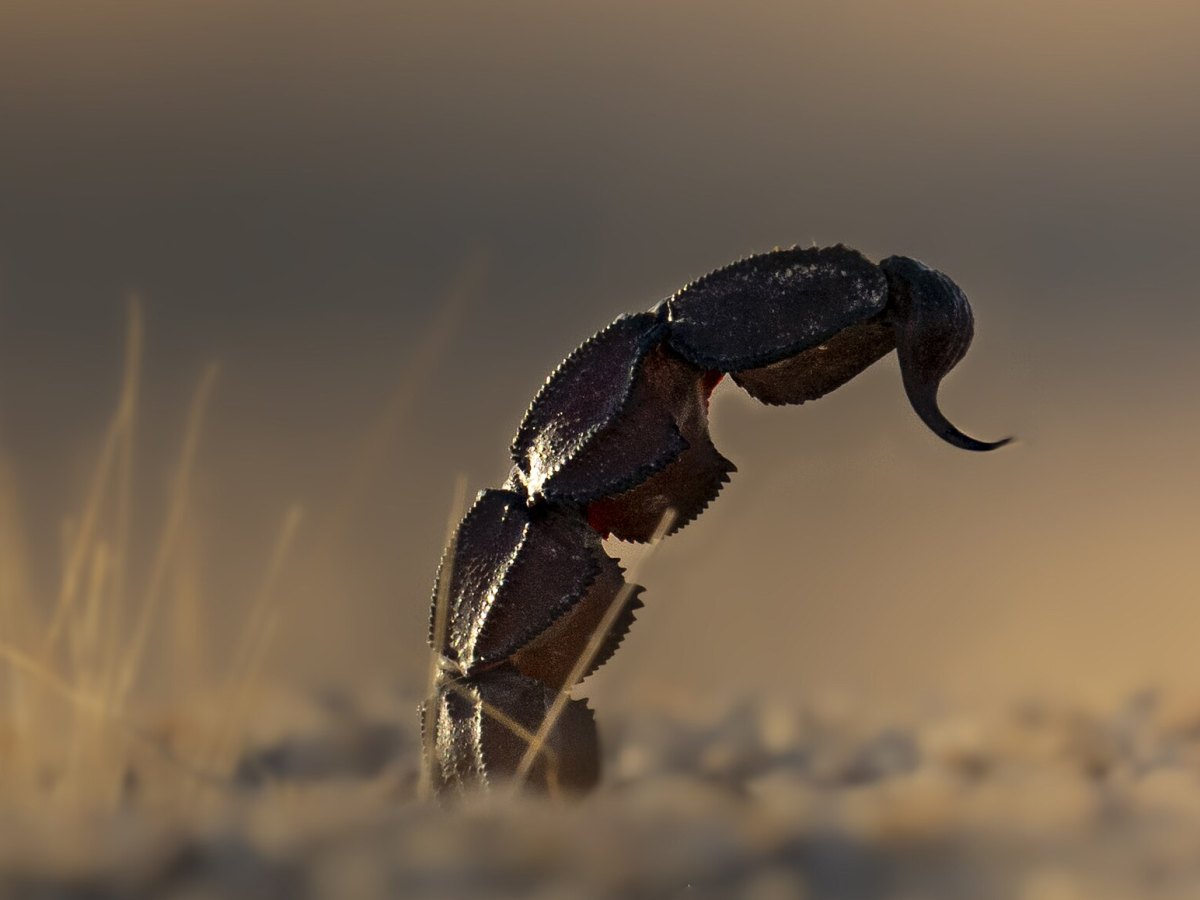 Déreptilisation